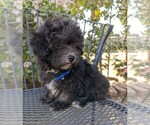 Small Photo #6 Maltese-Poodle (Toy) Mix Puppy For Sale in TEMECULA, CA, USA