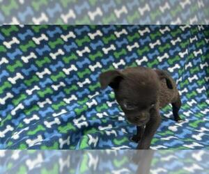 Chihuahua-Unknown Mix Dogs for adoption in HESPERIA, CA, USA