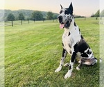 Small Photo #1 Great Dane Puppy For Sale in GILLETT, PA, USA