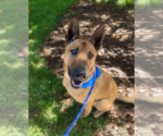 Small #14 German Shepherd Dog Mix