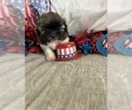 Small #11 Shih Tzu