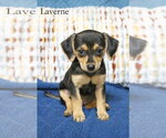 Small Chiweenie