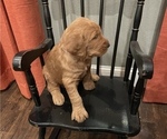 Small Photo #4 Labradoodle Puppy For Sale in CEDAR HILL, TX, USA