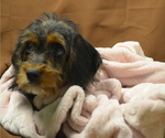 Small Photo #2 Poogle Puppy For Sale in PATERSON, NJ, USA