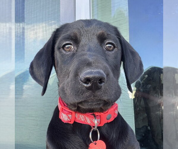 Medium Photo #1 Colonial Cocker Spaniel-Retriever  Mix Puppy For Sale in Fargo, ND, USA