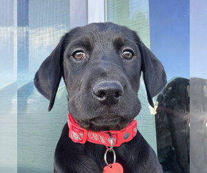 Colonial Cocker Spaniel-Retriever  Mix Dogs for adoption in Fargo, ND, USA