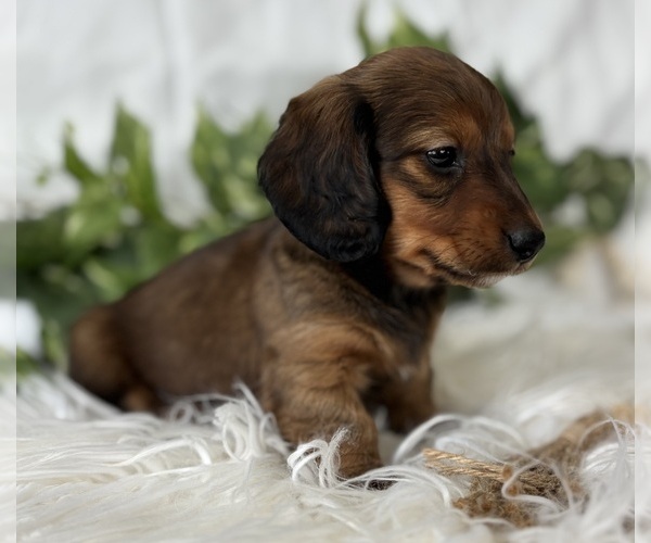 Medium Photo #12 Dachshund Puppy For Sale in ROCK STREAM, NY, USA