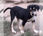 Small #3 Labrador Retriever Mix