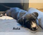 Small Airedale Terrier Mix