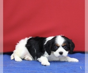 Cavalier King Charles Spaniel Puppy for sale in FREDERICKSBURG, OH, USA