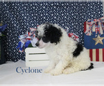 Cyclone - Male Poodle (Toy) Puppy for Sale - Photo #14