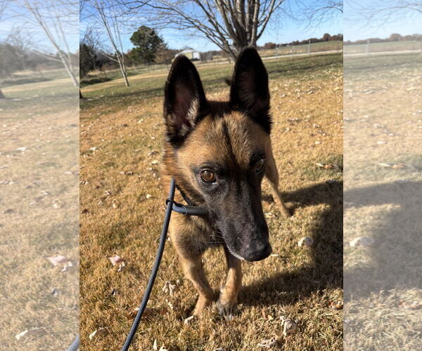 Medium Photo #1 Mutt Puppy For Sale in Stevens Point, WI, USA