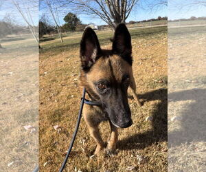 Mutt Dogs for adoption in Stevens Point, WI, USA