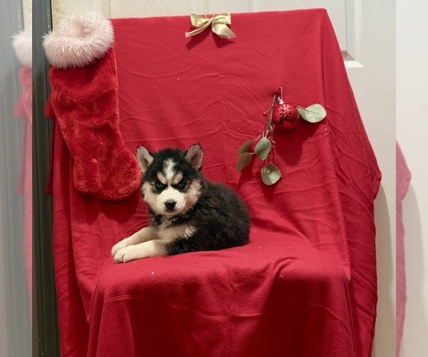 Medium Photo #2 Siberian Husky Puppy For Sale in ALTON, IL, USA