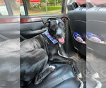 Small #9 American Pit Bull Terrier Mix