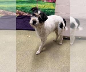 Mutt Dogs for adoption in Moreno Valley, CA, USA