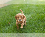 Small #3 Goldendoodle-Poodle (Miniature) Mix