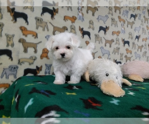 View Ad: Maltese Litter of Puppies for Sale near Finland