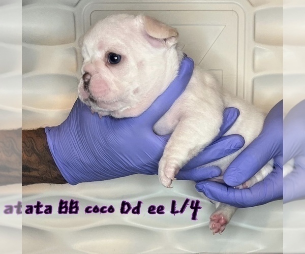 Medium Photo #1 French Bulldog Puppy For Sale in PISCATAWAY, NJ, USA