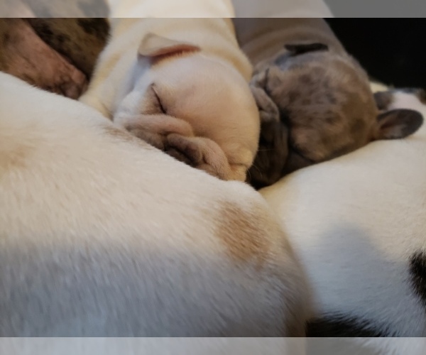 Medium Photo #25 French Bulldog Puppy For Sale in BONE CAVE, TN, USA