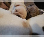 Small Photo #25 French Bulldog Puppy For Sale in BONE CAVE, TN, USA