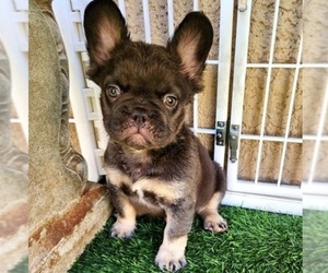French Bulldog Puppy for sale in LAS VEGAS, NV, USA