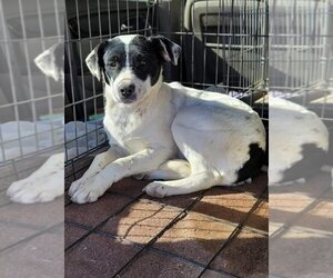 Border Collie Dogs for adoption in Calgary, Alberta, Canada