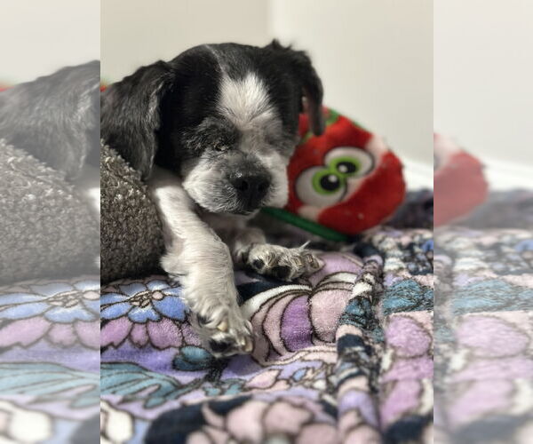 Medium Photo #6 Shih Tzu Puppy For Sale in Spring Lake, NJ, USA