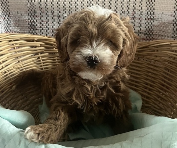 Medium Photo #1 Cavapoo (Miniature) Puppy For Sale in KALONA, IA, USA