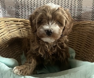 Medium Cavapoo (Miniature)