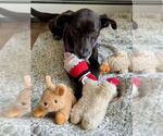 Small #21 Labrador Retriever Mix