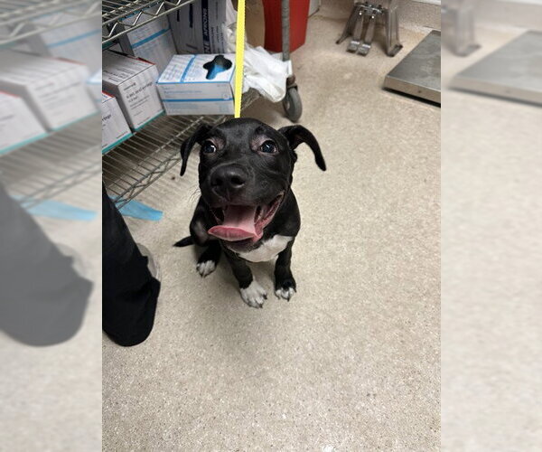 Medium Photo #1 Mutt Puppy For Sale in Bakersfield, CA, USA