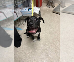 Mutt Dogs for adoption in Bakersfield, CA, USA