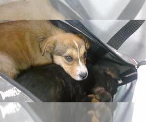 Rat Terrier-Unknown Mix Dogs for adoption in Oklahoma City, OK, USA