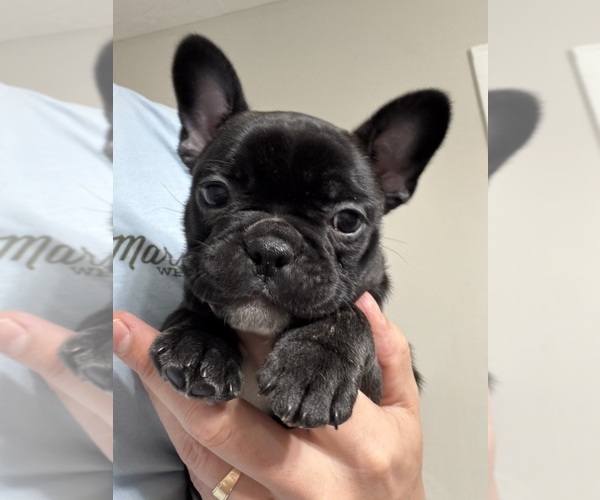 Medium Photo #1 Faux Frenchbo Bulldog Puppy For Sale in DEFUNIAK SPRINGS, FL, USA
