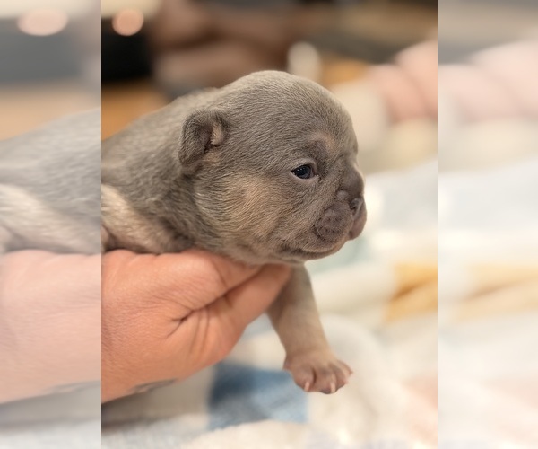 Medium Photo #3 French Bulldog Puppy For Sale in PONSFORD, MN, USA