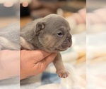 Small #2 French Bulldog