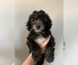 Maltipoo Puppy for sale in MARICOPA, AZ, USA