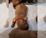 Small Photo #5 Golden Retriever Puppy For Sale in CLARKSTON, MI, USA