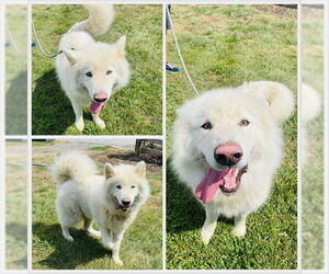 Alaskan Malamute Dogs for adoption in Westminster, MD, USA
