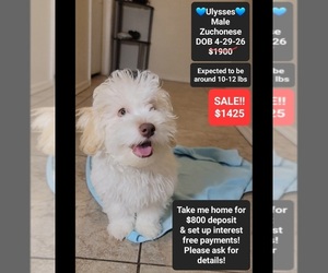 Havanese-Zuchon Mix Puppy for sale in TUCSON, AZ, USA