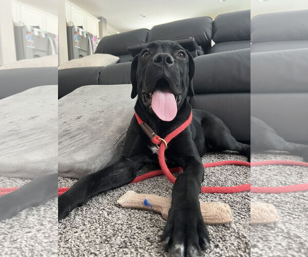 Medium Photo #4 Mutt Puppy For Sale in Goodyear, AZ, USA