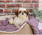 Small #5 Shih Tzu