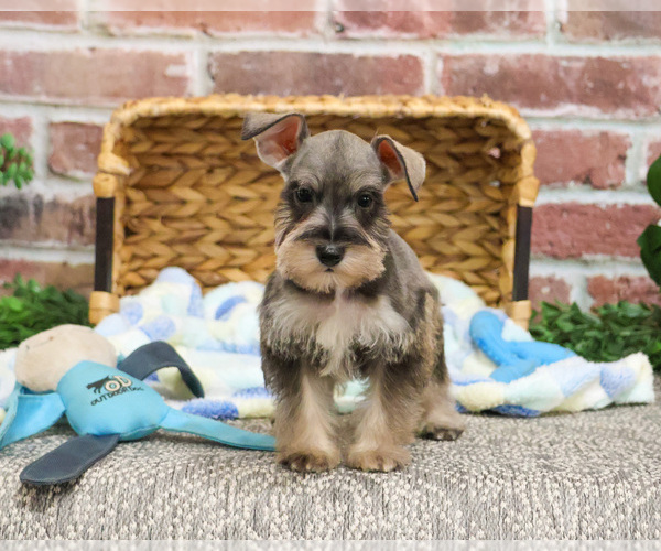 Medium Photo #6 Schnauzer (Miniature) Puppy For Sale in SYRACUSE, IN, USA