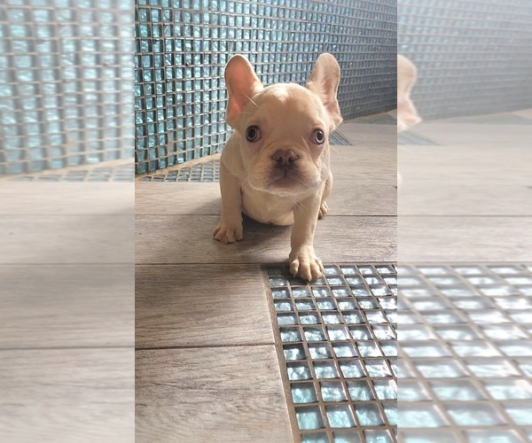 Medium Photo #3 French Bulldog Puppy For Sale in INDIANAPOLIS, IN, USA