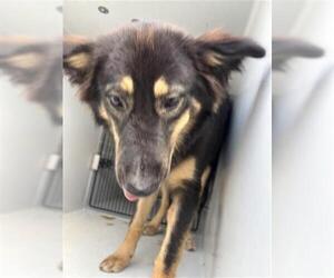 German Shepherd Dog-Unknown Mix Dogs for adoption in Houston, TX, USA
