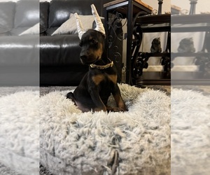 Doberman Pinscher Puppy for sale in PALMDALE, CA, USA