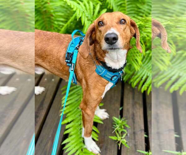 Medium Photo #9 Mutt Puppy For Sale in Mount Pleasant, SC, USA