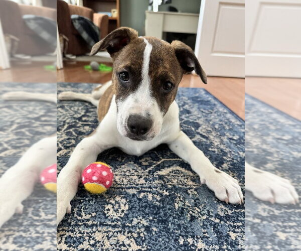 Medium Photo #2 Mutt Puppy For Sale in Tarrytown, GA, USA