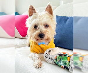 Mutt Dogs for adoption in Corona, CA, USA